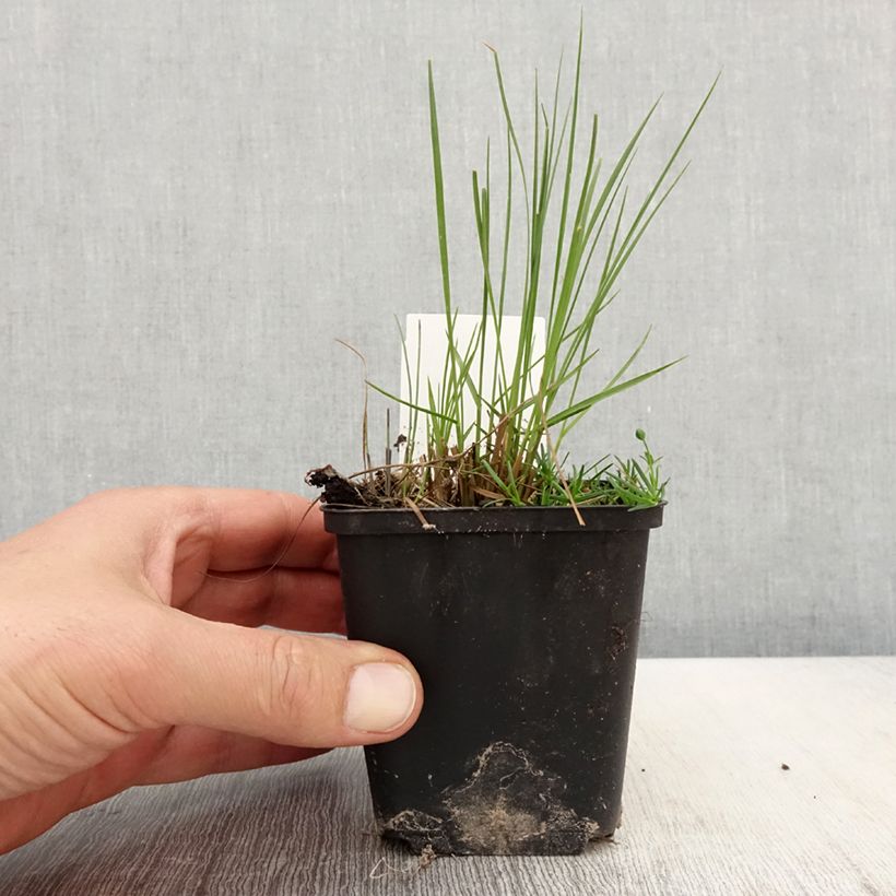 Sporobolus heterolepis Cloud 8/9 cm pot sample as delivered in spring