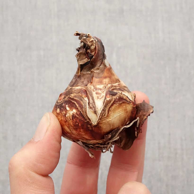 Sprekelia formosissima Bulb size 16+ sample as delivered in spring