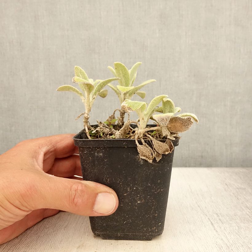 Stachys byzantina Silver Carpet 8/9 cm pot sample as delivered in summer