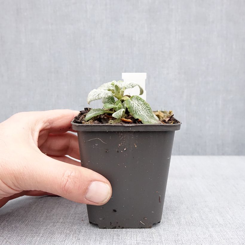 Stachys byzantina Silver Carpet 8/9 cm pot sample as delivered in winter