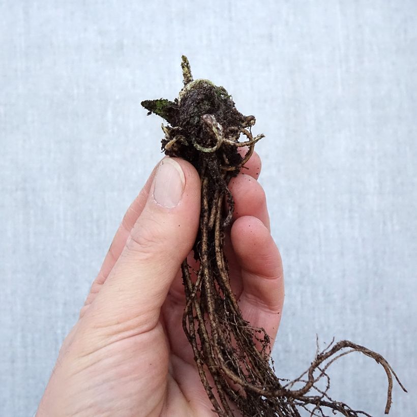 Stachys monieri Hummelo Bare root sample as delivered in winter