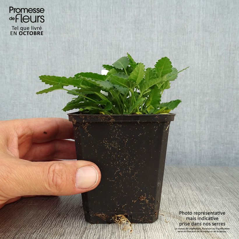 Stachys officinalis 8/9 cm pot sample as delivered in autumn