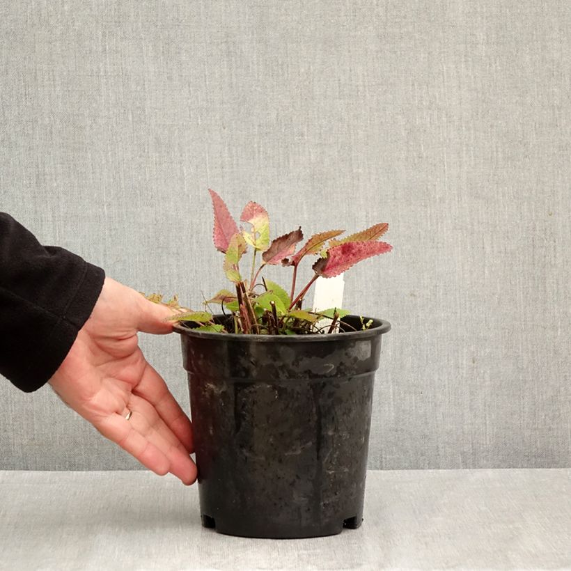 Stachys officinalis Pink Cotton Candy 2L/3L pot sample as delivered in autumn