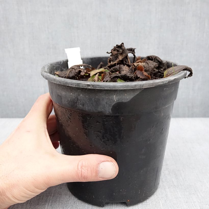 Stachys officinalis Pink Cotton Candy 2L/3L pot sample as delivered in winter