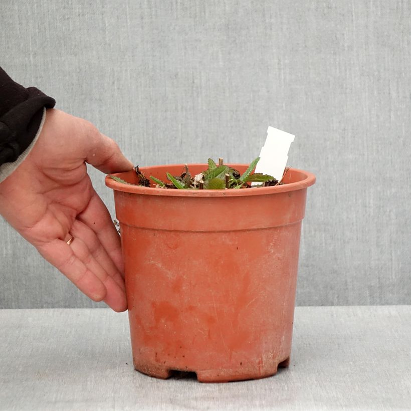 Stachys officinalis Pink Cotton Candy 2L/3L pot sample as delivered in spring