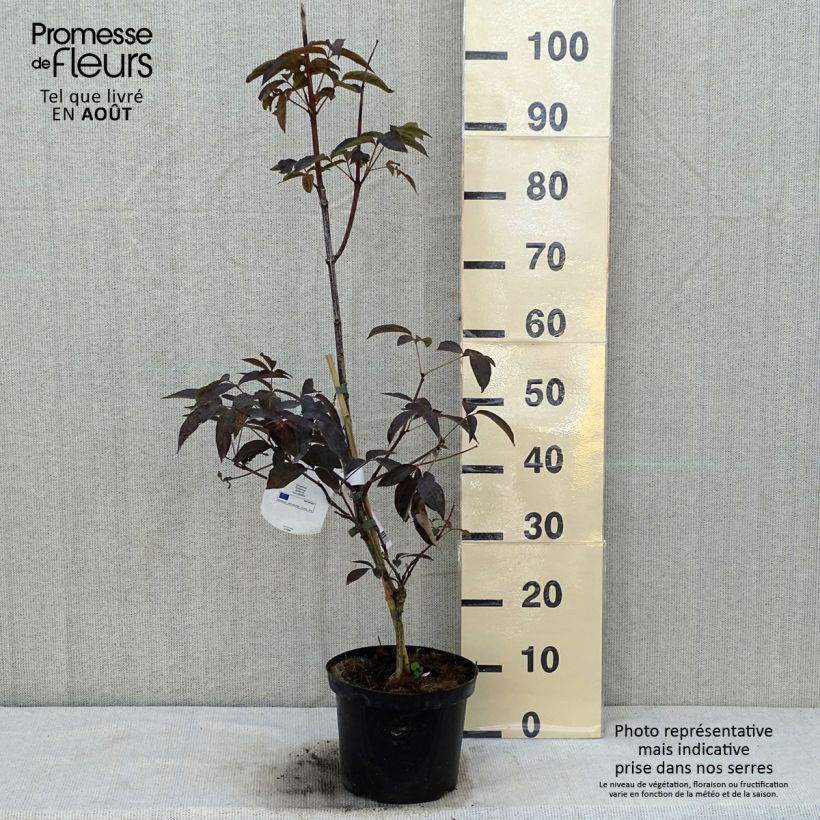 Staphylea colchica Black Beauty 4L/5L pot sample as delivered in summer