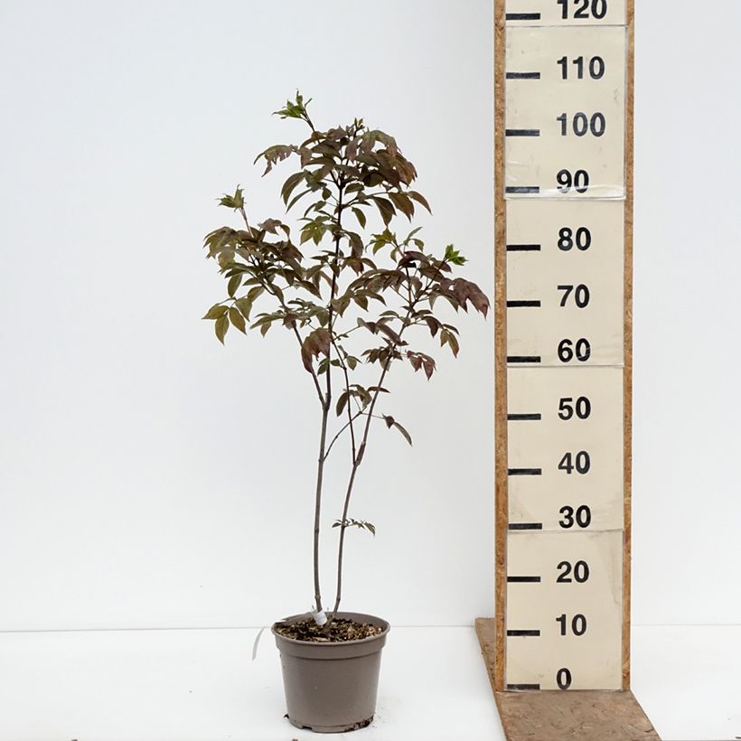 Staphylea colchica Black Beauty 4L/5L pot sample as delivered in spring