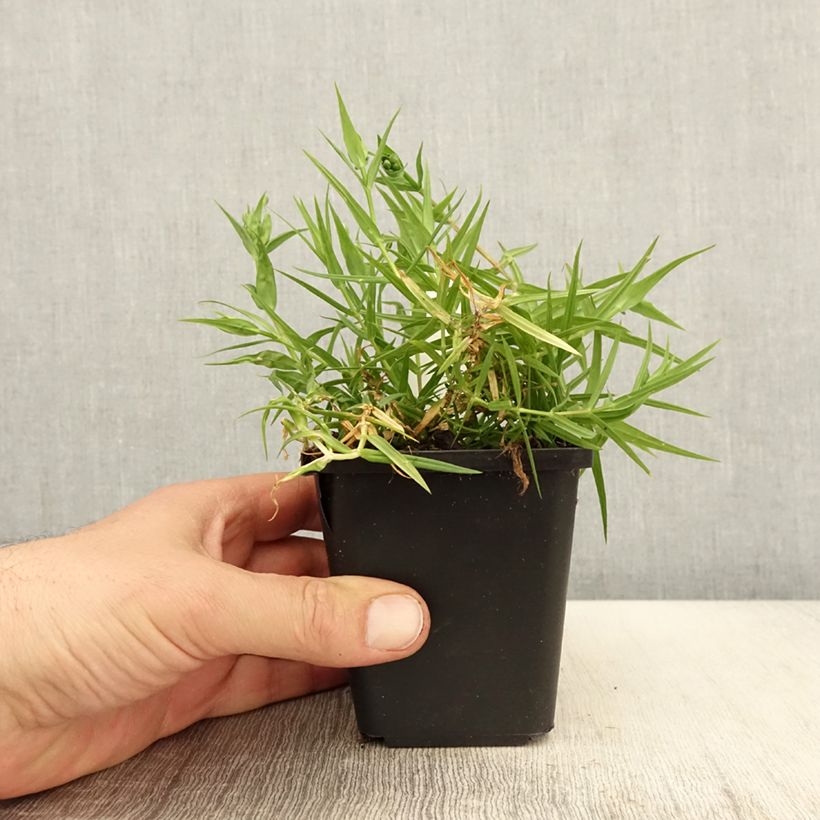 Stellaria holostea 8/9 cm pot sample as delivered in spring