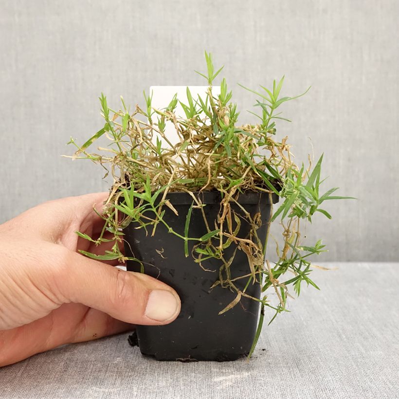Stellaria holostea 8/9 cm pot sample as delivered in autumn