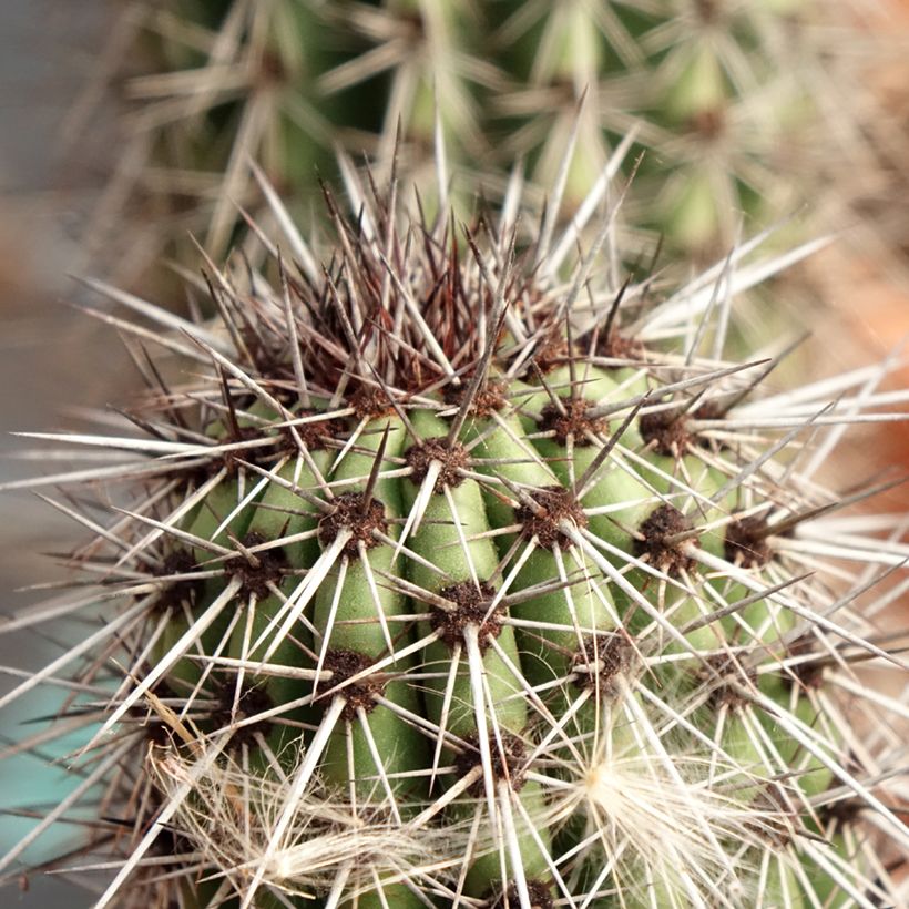 Stenocereus thurberi - Organ pipe cactus (Foliage)