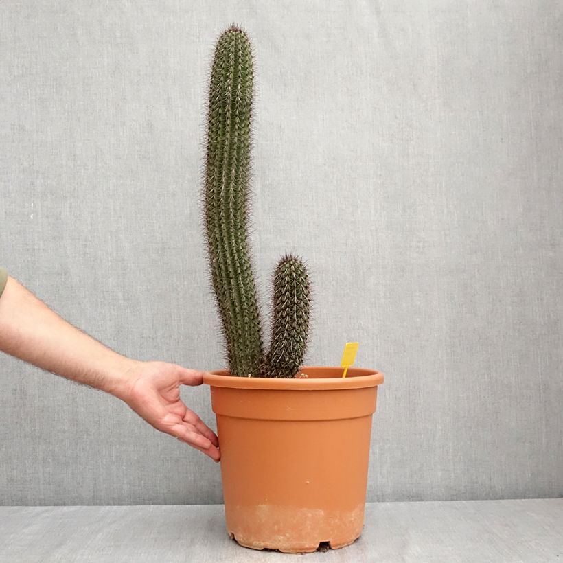 Stenocereus thurberi - Organ pipe cactus 7.5L/10L pot sample as delivered in summer