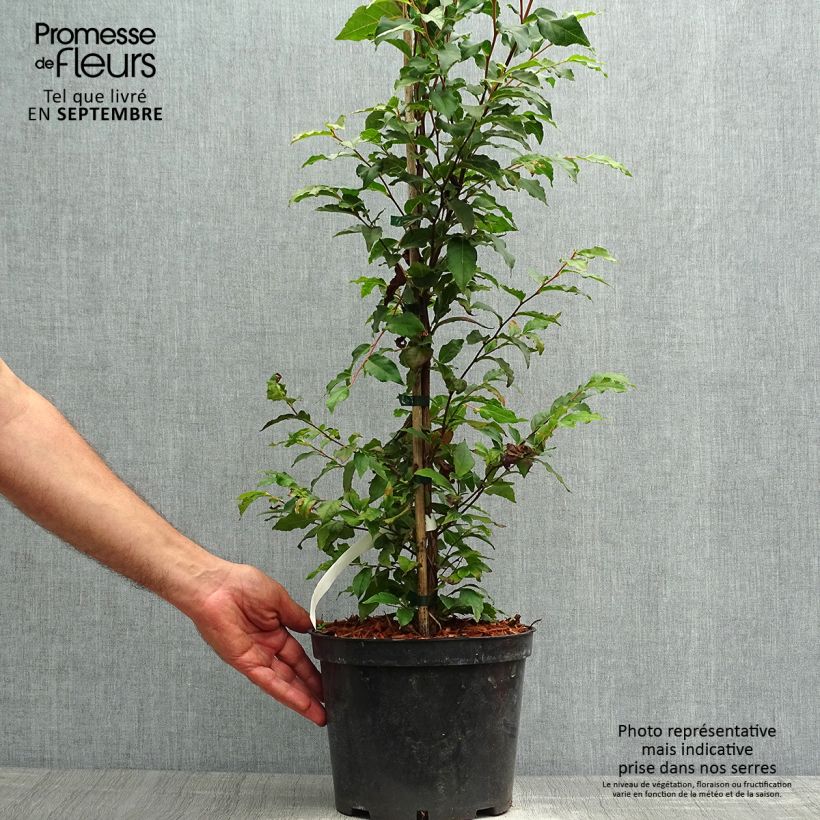 Stewartia monadelpha 4L/5L pot sample as delivered in autumn