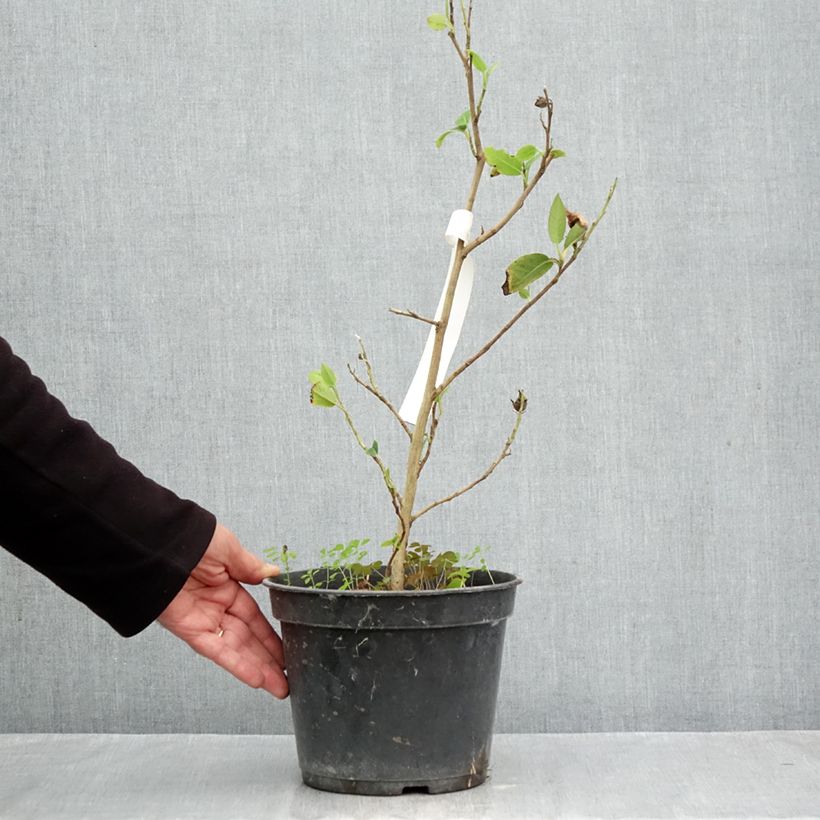 Stewartia pteropetiolata  - Stewartia, Stuartie 4L/5L pot sample as delivered in autumn