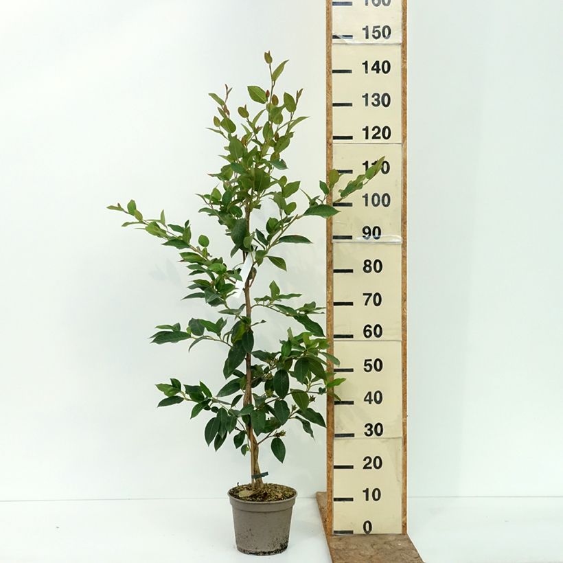 Stewartia pteropetiolata  - Stewartia, Stuartie 4L/5L pot sample as delivered in summer