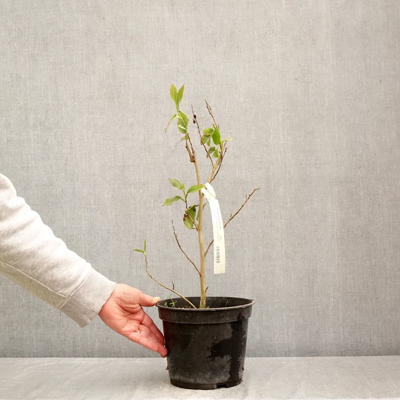 Stewartia pteropetiolata  - Stewartia, Stuartie 4L/5L pot sample as delivered in spring