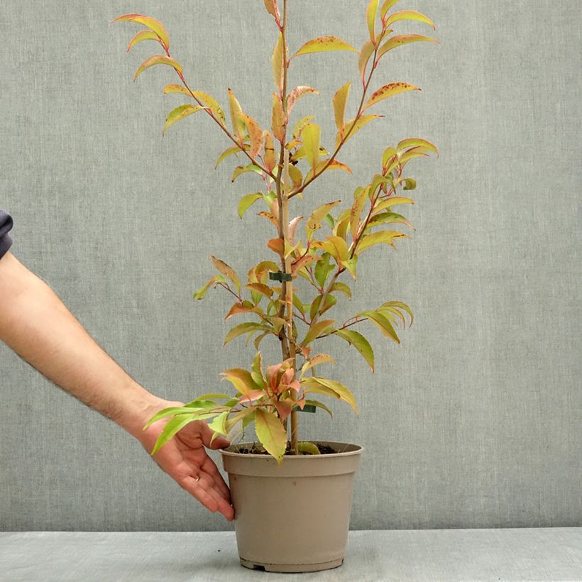 Stewartia rostrata - Stuartie Pot de 4L/5L sample as delivered in summer