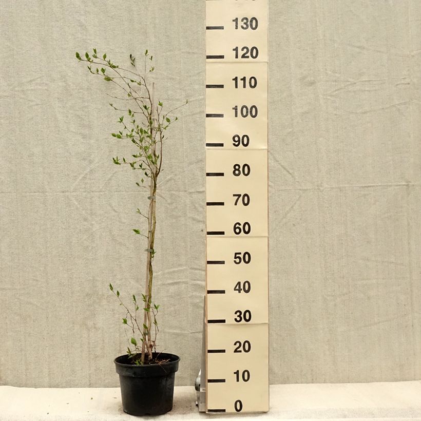 Stewartia rostrata 4L/5L pot sample as delivered in spring