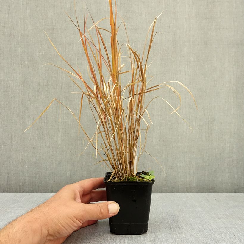 Stipa arundinacea Sirocco - Anemanthele lessoniana Godet de 8/9 cm sample as delivered in summer
