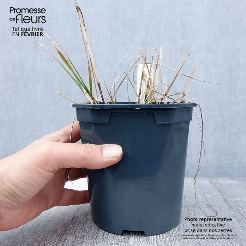Stipa calamagrostis 2L/3L pot sample as delivered in winter