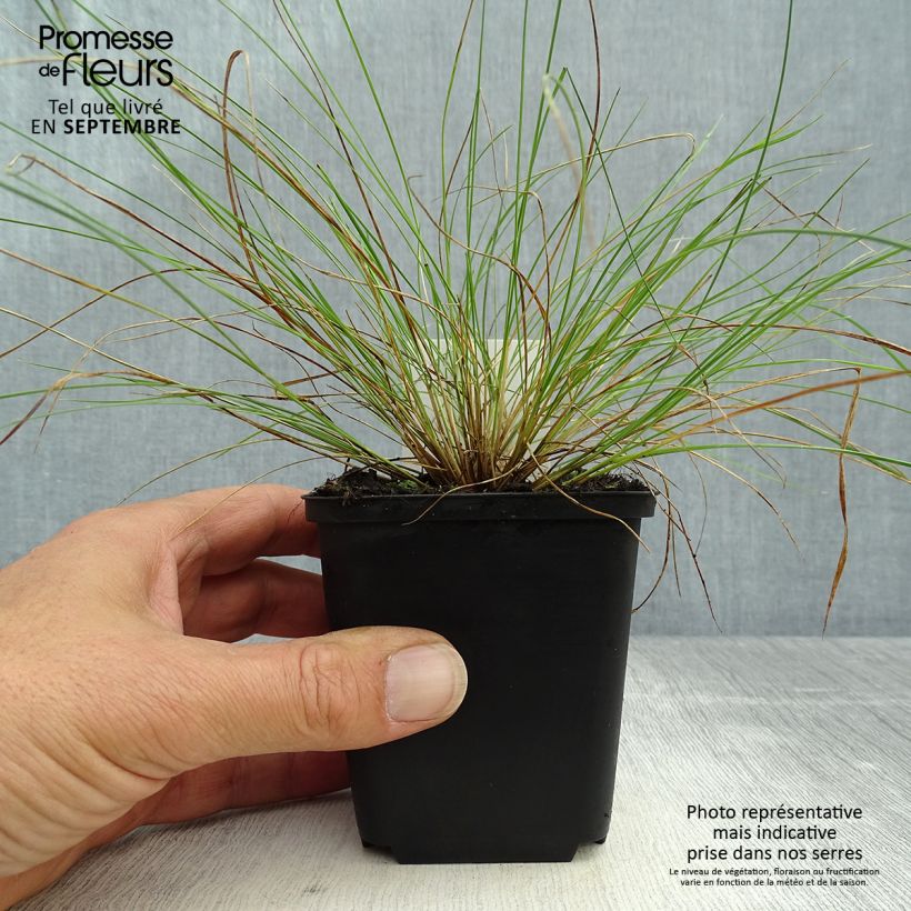 Stipa capillata 8/9 cm pot sample as delivered in autumn