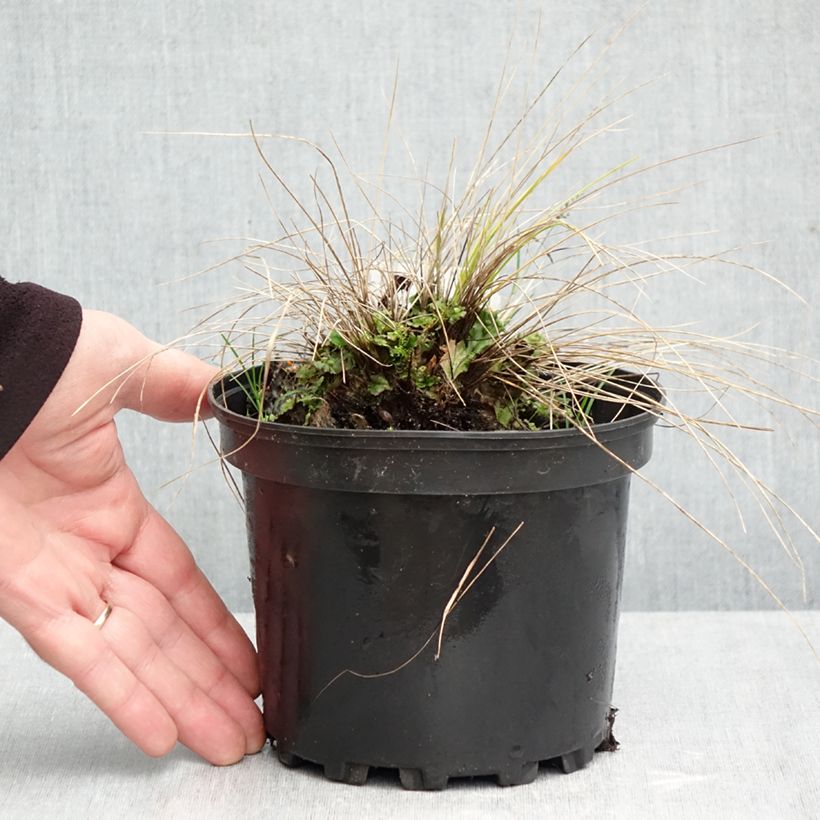 Stipa capillata 2L/3L pot sample as delivered in autumn