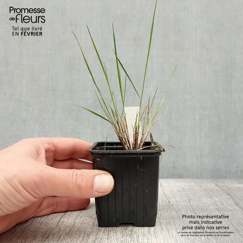 Stipa pulcherrima 8/9 cm pot sample as delivered in winter