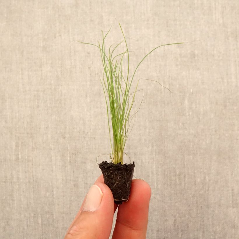 Stipa tenuifolia Plug plant 1.5/2.5 cm sample as delivered in autumn