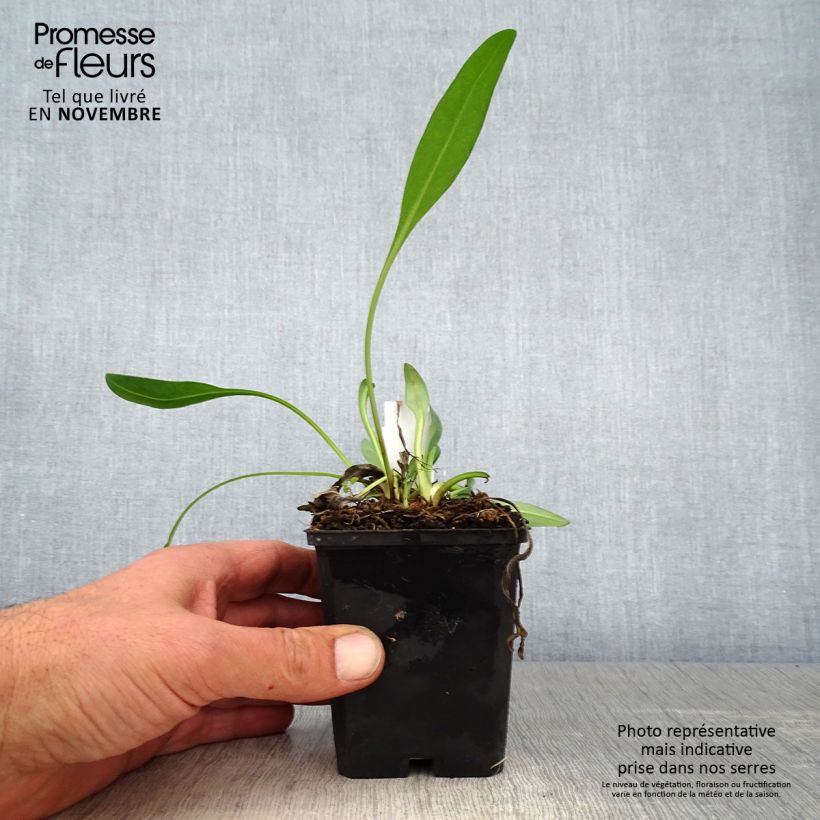 Stokesia laevis Alba 8/9 cm pot sample as delivered in autumn