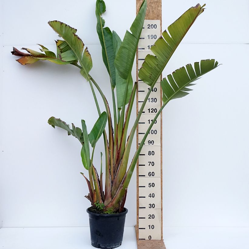 Strelitzia augusta 30L/35L pot sample as delivered in autumn
