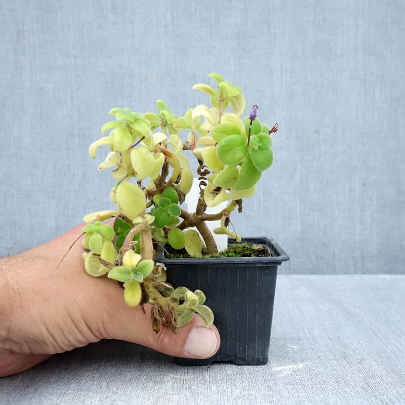 Streptocarpus saxorum Purple 8/9 cm pot sample as delivered in autumn