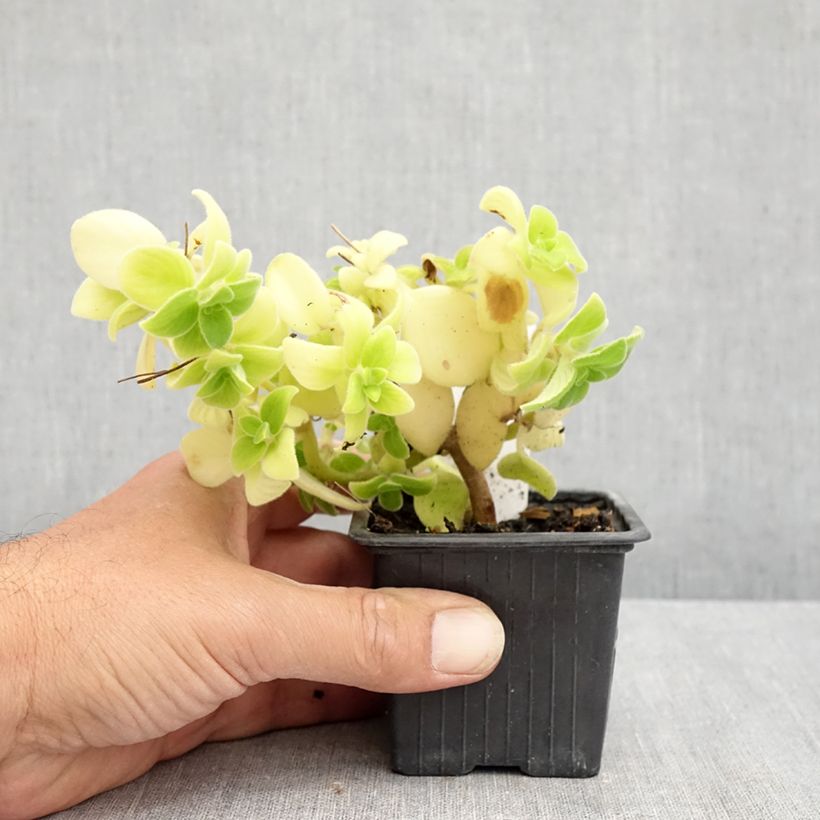 Streptocarpus saxorum Purple 8/9 cm pot sample as delivered in summer