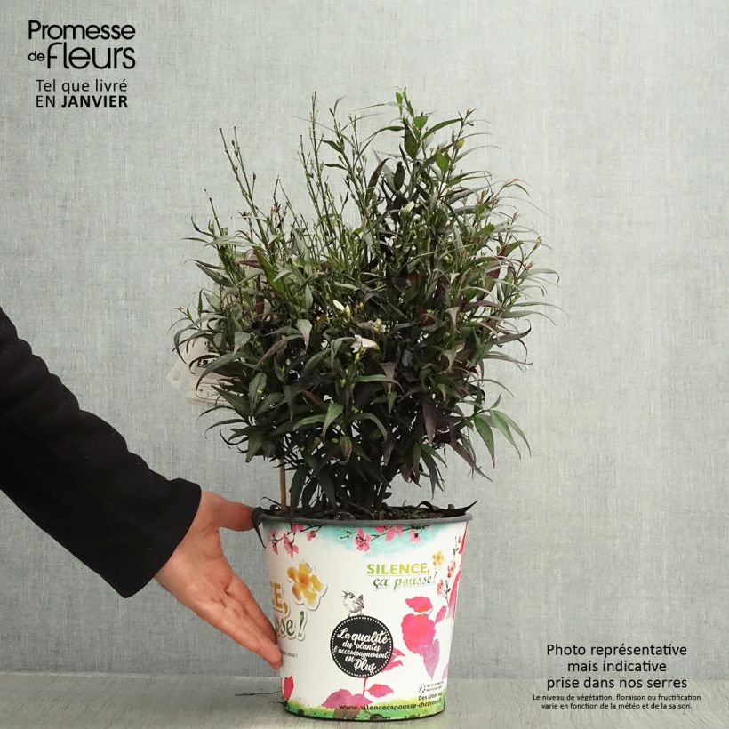 Strobilanthes anisophylla BRUNETTHY 3L/4L pot sample as delivered in winter