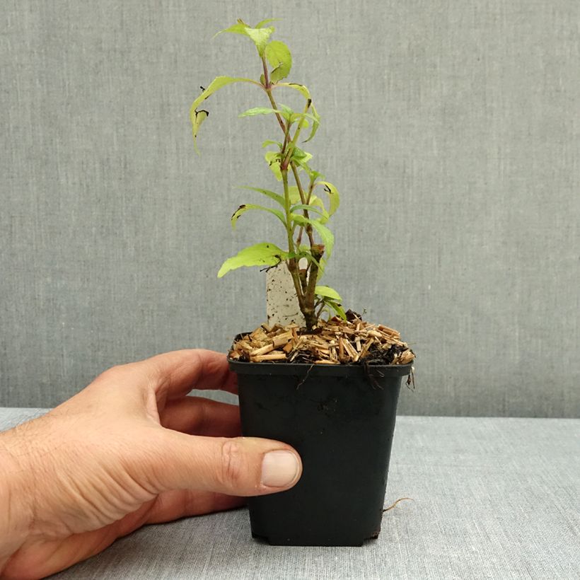 Strobilanthes penstemonoides 8/9 cm pot sample as delivered in autumn