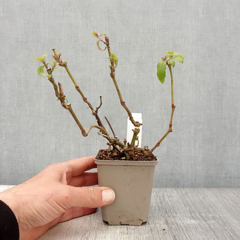 Strobilanthes penstemonoides 8/9 cm pot sample as delivered in spring