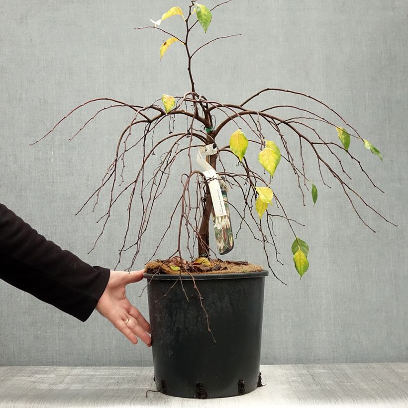 Styrax japonica Fragrant Fountain® 7.5L/10L pot sample as delivered in autumn