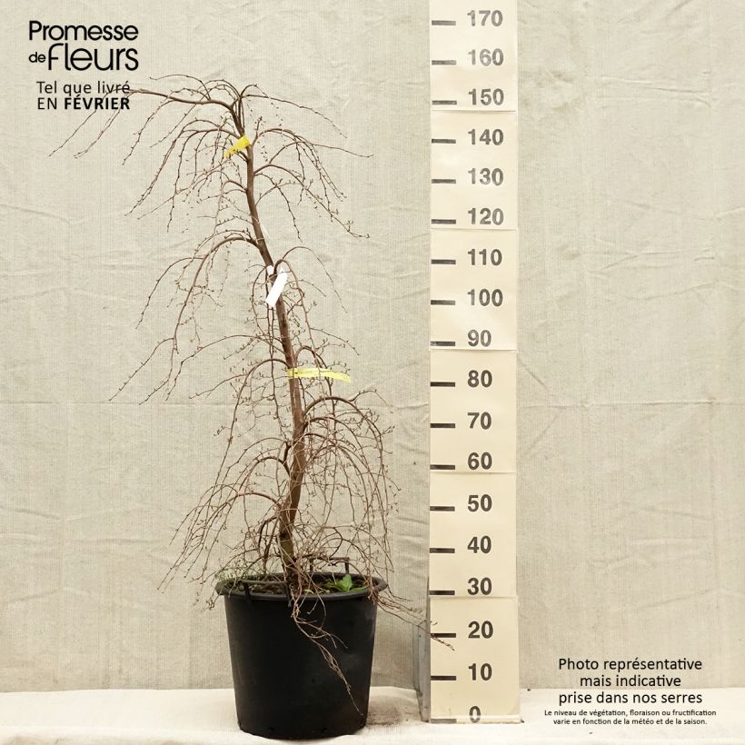 Styrax japonica Fragrant Fountain® 30L/35L pot sample as delivered in winter