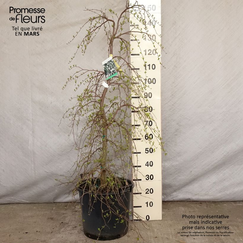 Styrax japonica Fragrant Fountain® 30L/35L pot sample as delivered in spring