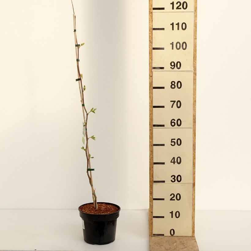 Styrax obassia 2L/3L pot sample as delivered in spring