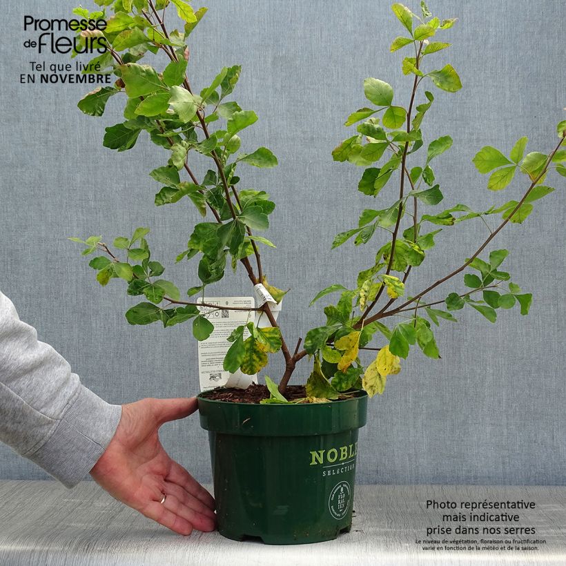 Rhus aromatica Gro-Low - Fragrant Sumach 3L/4L pot sample as delivered in autumn