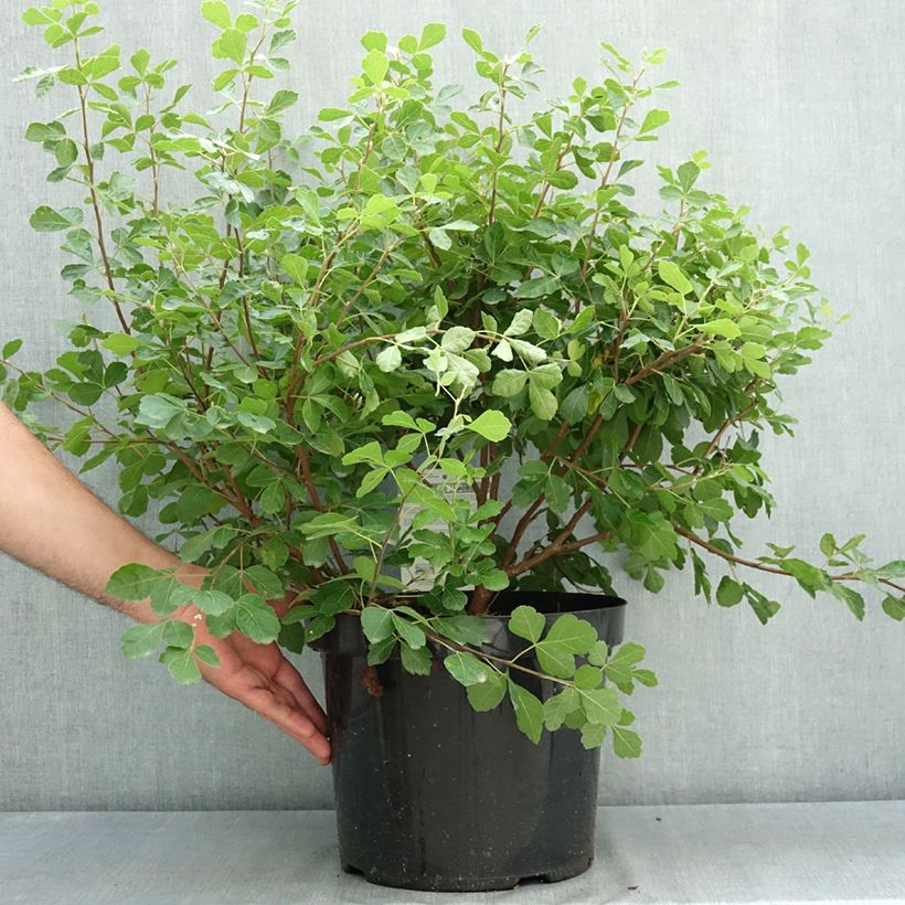 Rhus aromatica Gro-Low - Fragrant Sumach 7.5L/10L pot sample as delivered in summer