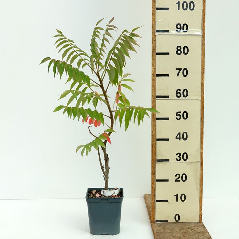 Rhus typhina - Stag's Horn Sumach 4L/5L pot sample as delivered in summer