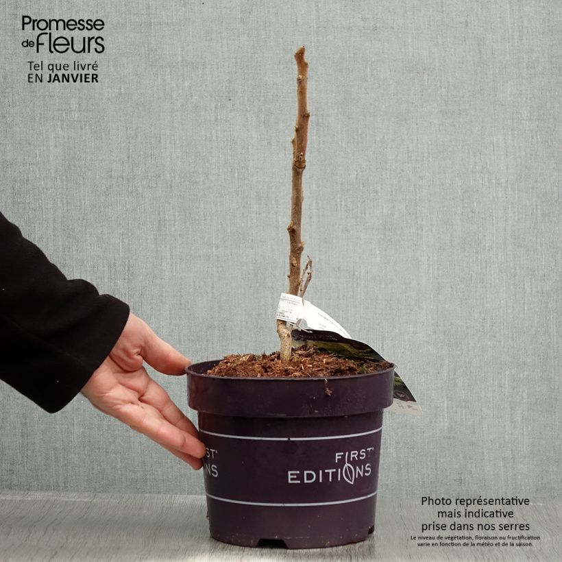 Rhus typhina Tiger Eyes - Stag's Horn Sumach 3L/4L pot sample as delivered in winter