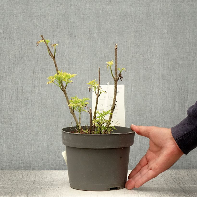 Elderberry - Sambucus racemosa Sutherland Gold 2L/3L pot sample as delivered in summer