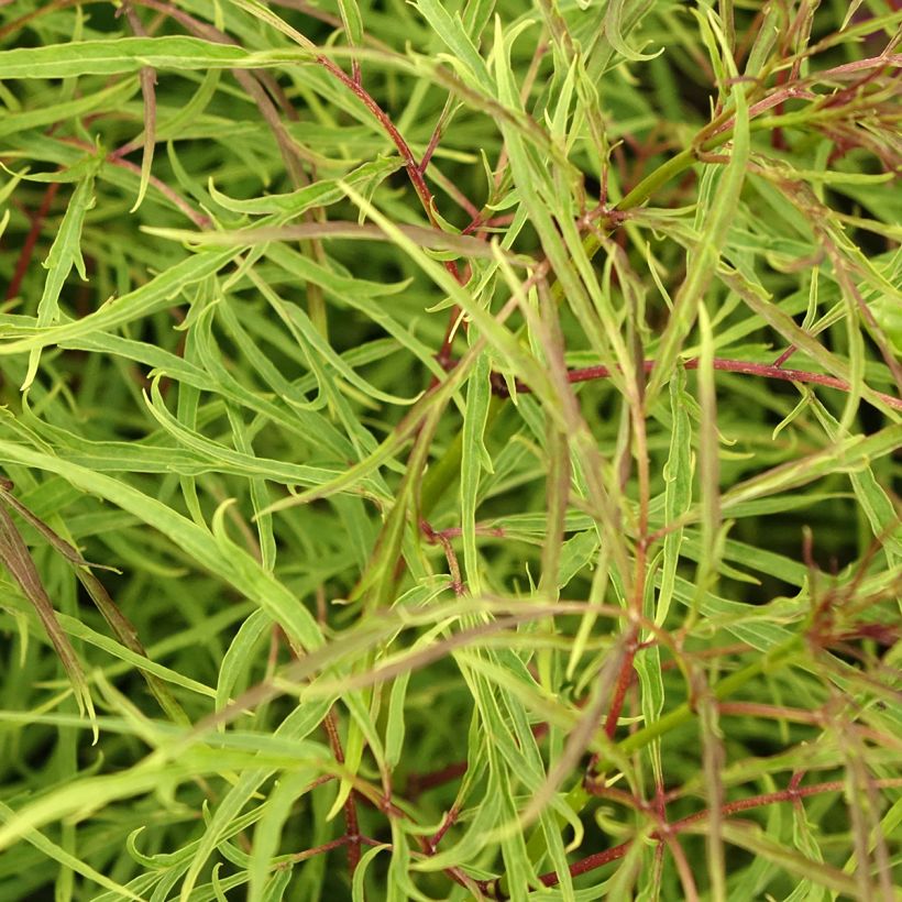 Sambucus racemosa Tenuifolia - European Red Elder (Foliage)