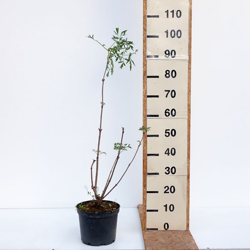 Sambucus canadensis Acutiloba - Elder 4L/5L pot sample as delivered in autumn