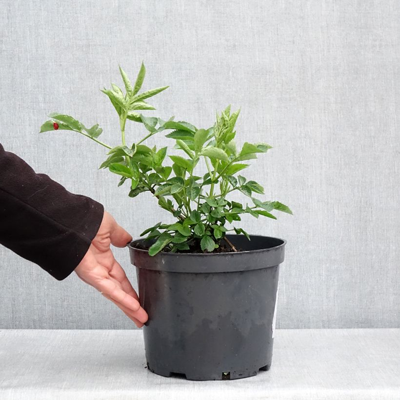 Sambucus nigra Anatole - Elder 4L/5L pot sample as delivered in spring