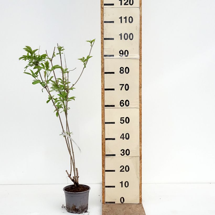 Sambucus nigra Aurea - Black Elder 2L/3L pot sample as delivered in spring