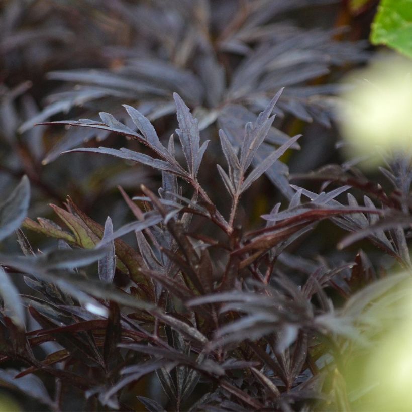 Sambucus nigra Black Lace - Black Elder (Foliage)