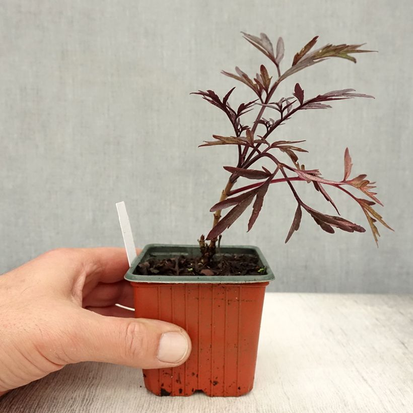 Sambucus nigra Black Lace - Black Elder 8/9 cm pot sample as delivered in autumn