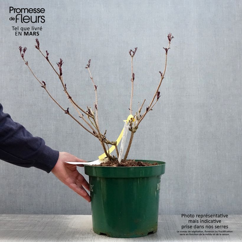 Sambucus nigra Black Lace - Black Elder 6L/7L pot sample as delivered in spring